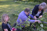 Röste.nu – Röstebilder – Midsommarfirande vid Dönjegården 2024