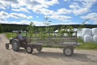 Röste.nu – Röstebilder – Midsommarfirande vid Dönjegården 2024