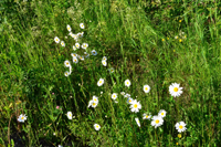 Röste.nu – Röstebilder – Midsommarfirande vid Dönjegården 2026