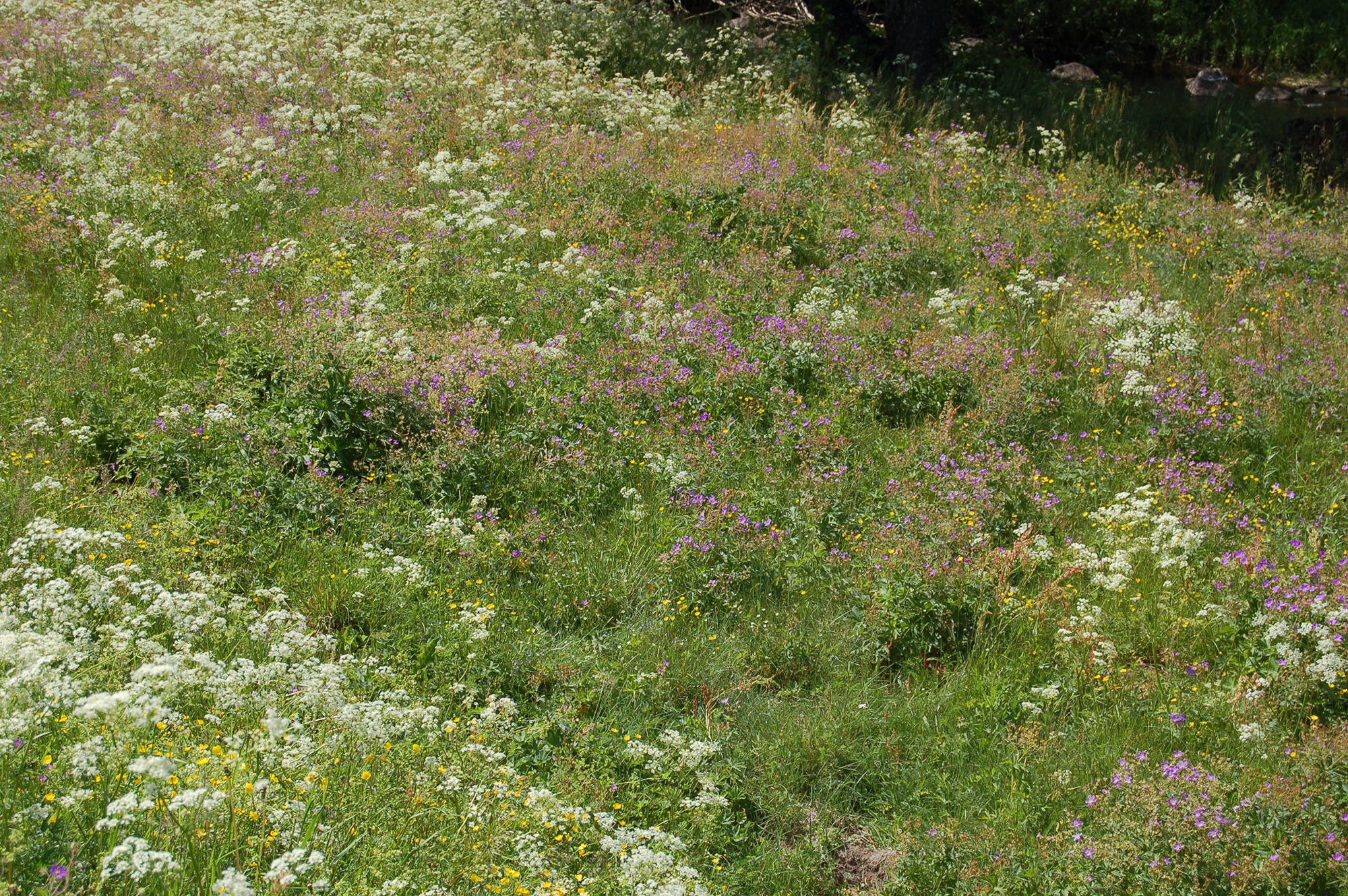 Röste.nu – Röstebilder – Midsommarfirande vid Dönjegården 2008