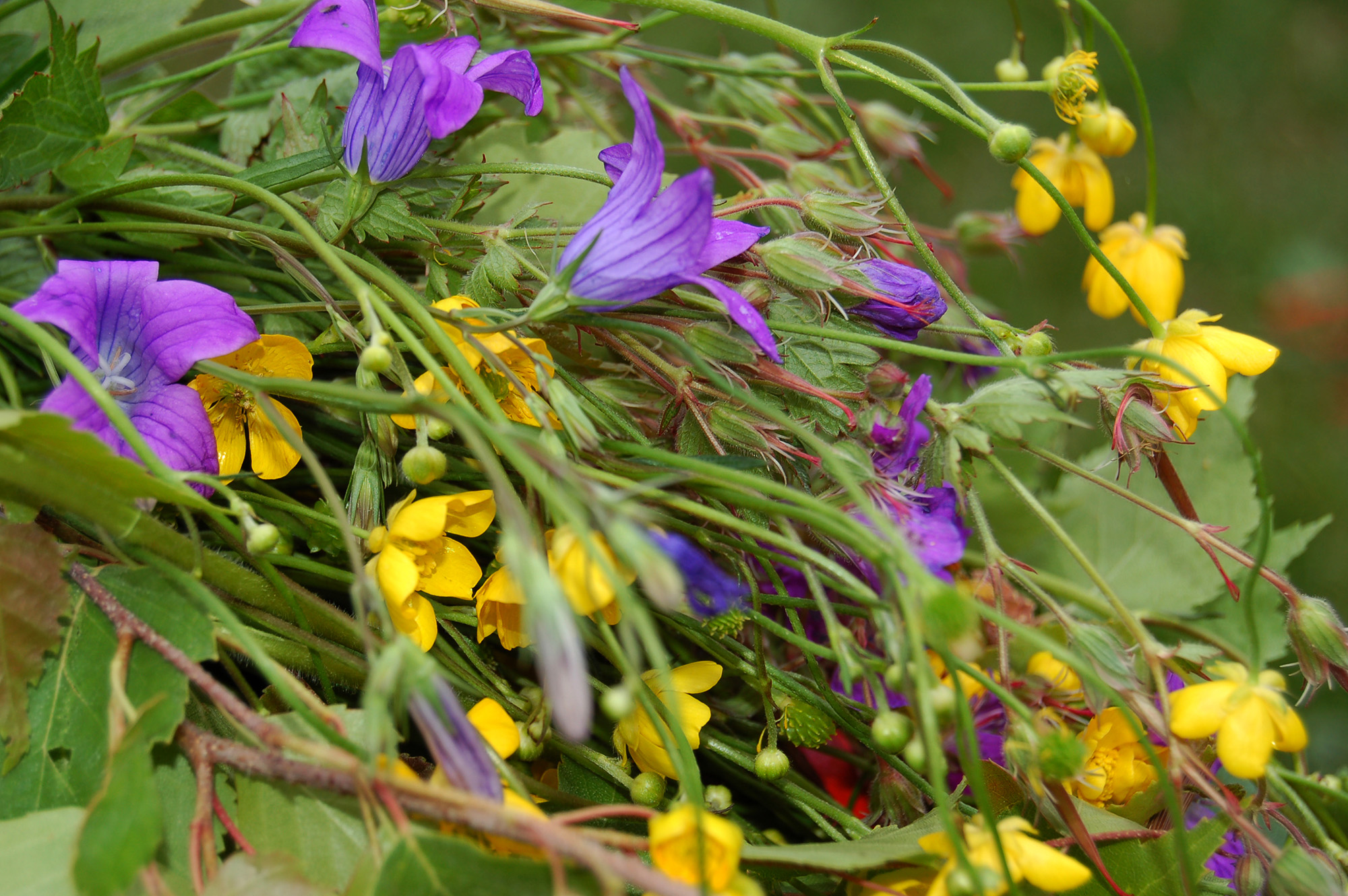 Röste.nu – Röstebilder – Midsommarfirande vid Dönjegården 2008