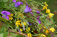 Röste.nu – Röstebilder – Midsommarfirande i Röste 2008