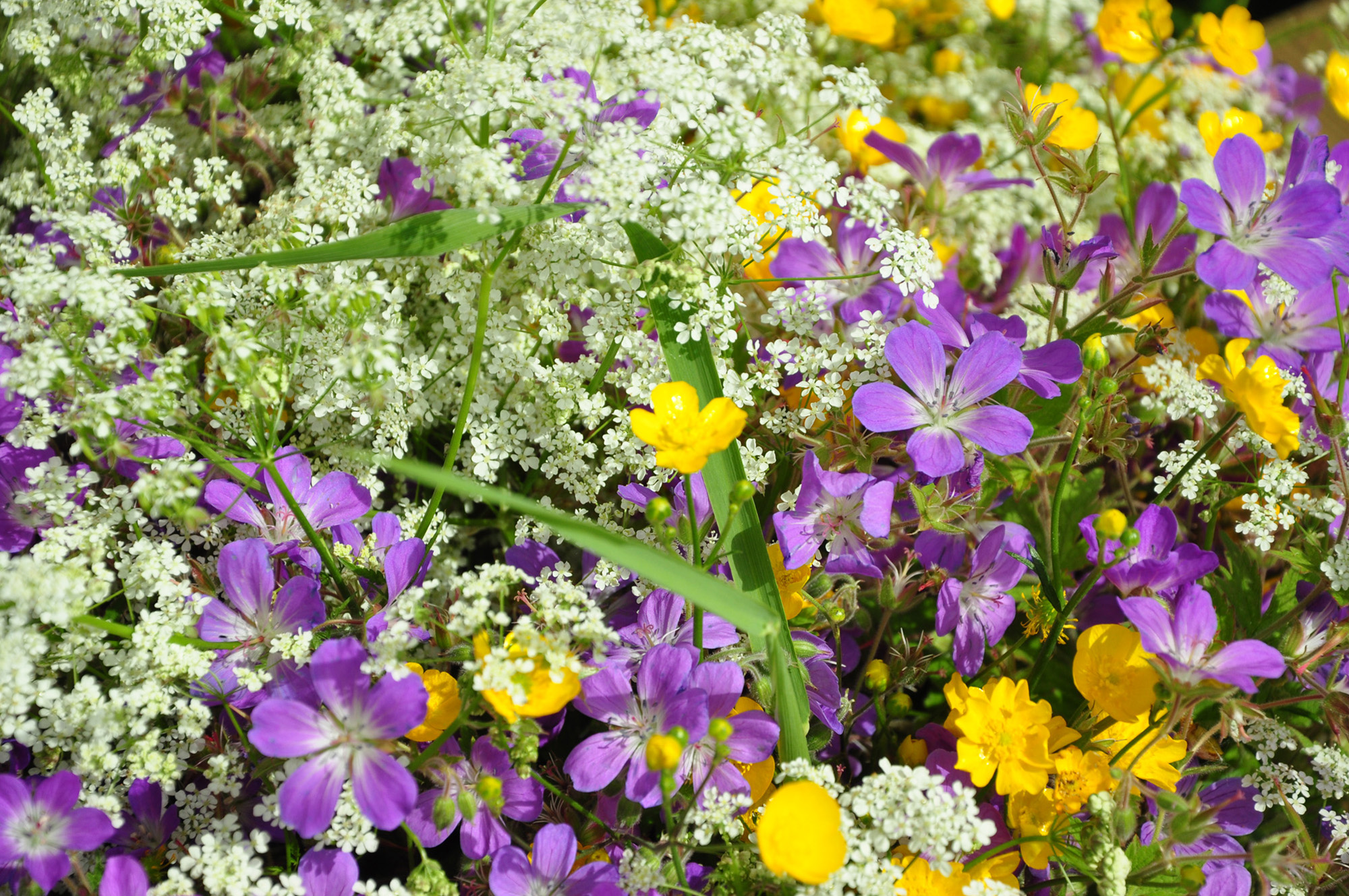 Röste.nu – Röstebilder – Midsommarfirande vid Dönjegården 2012
