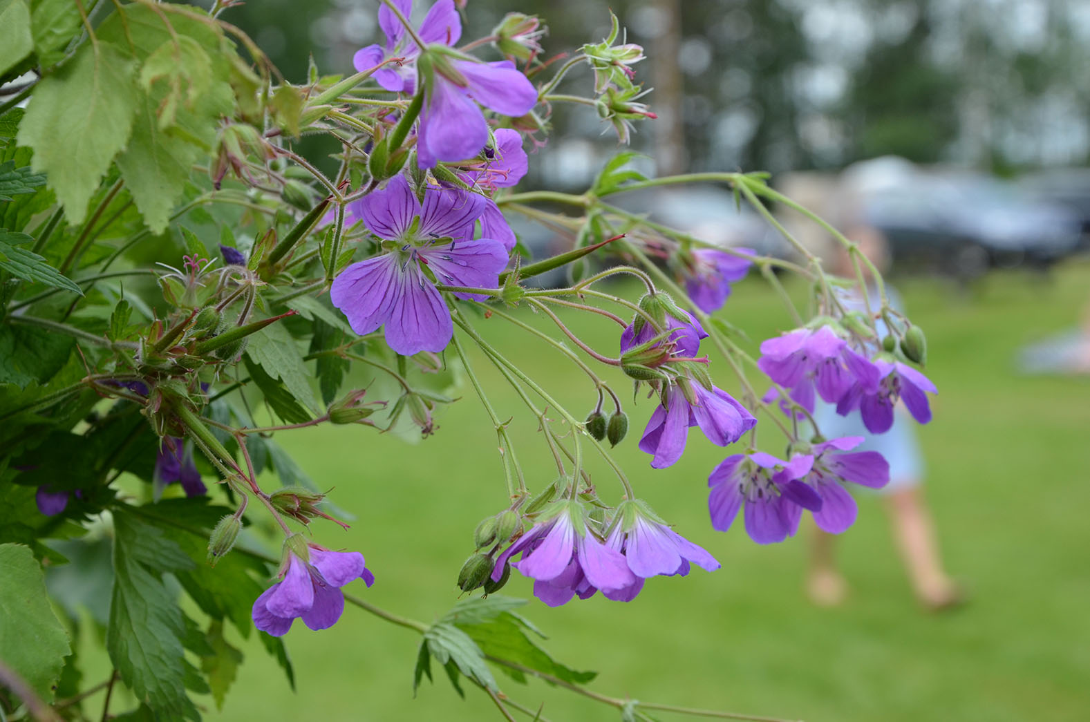 Röste.nu – Röstebilder – Midsommarfirande vid Dönjegården 2016