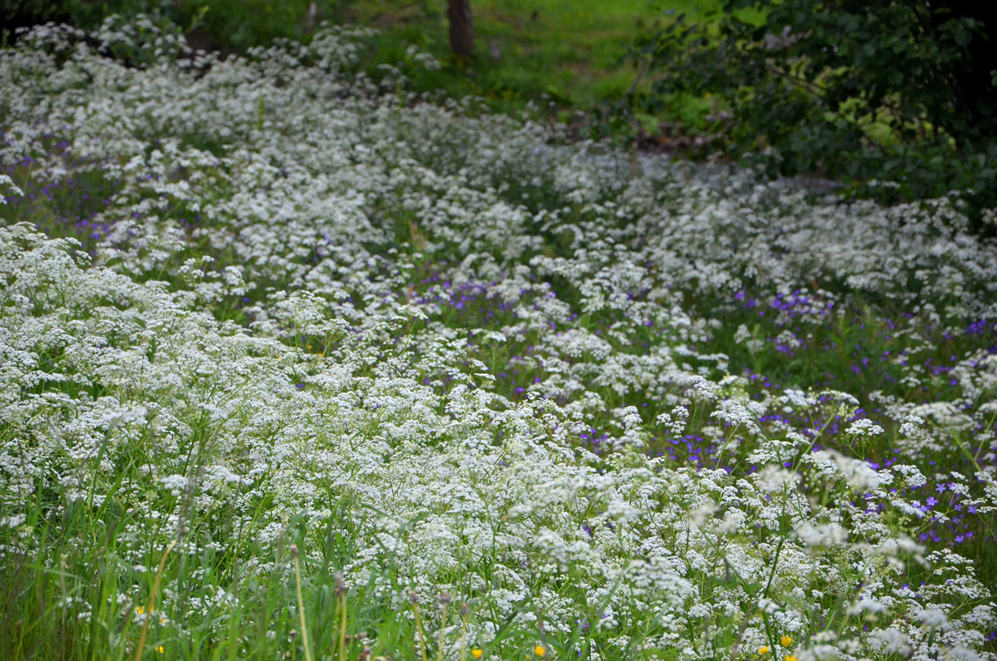 Röste.nu – Röstebilder – Midsommarfirande vid Dönjegården 2017
