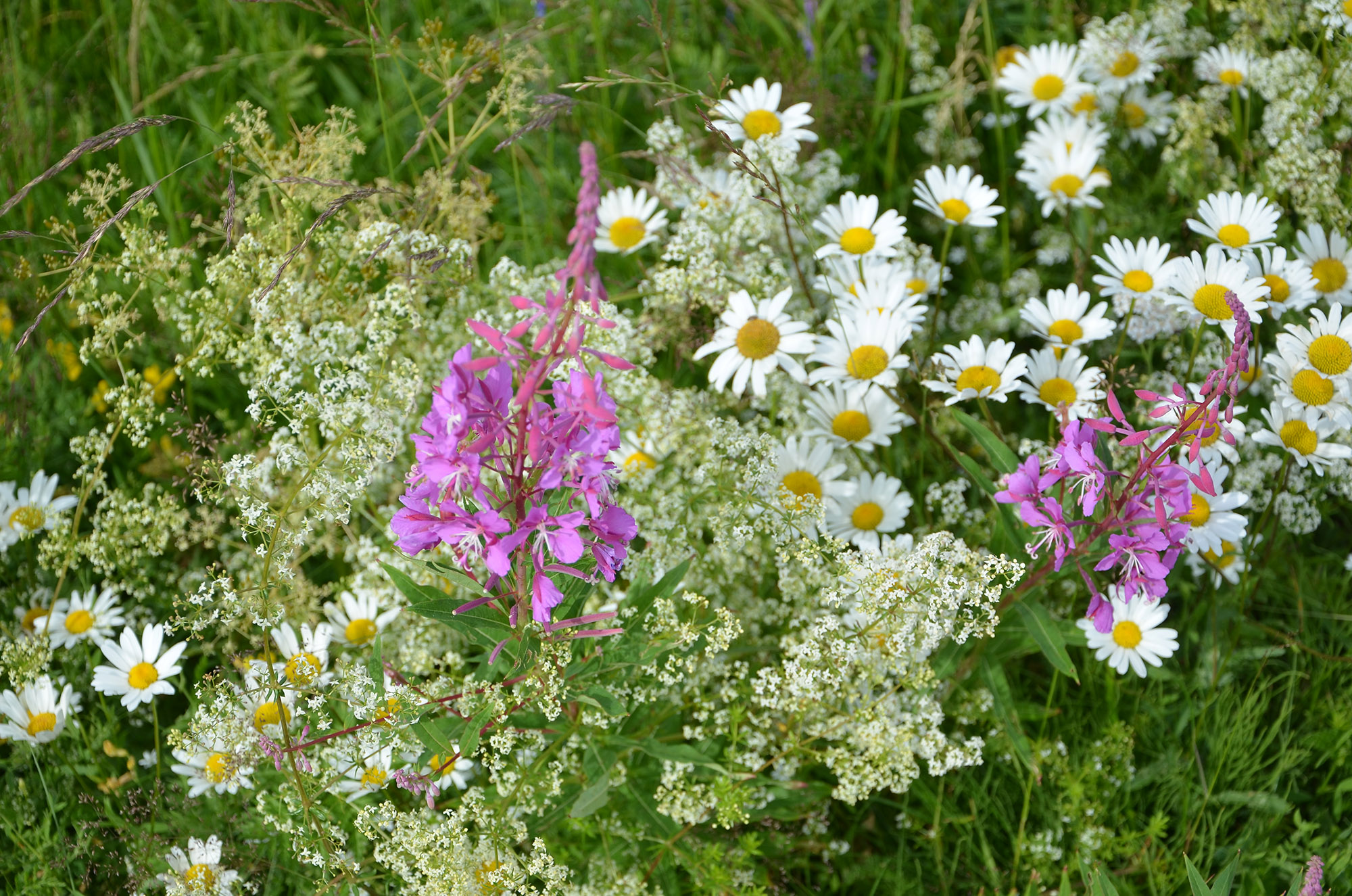 Röste.nu – Röstebilder – Midsommarfirande vid Dönjegården 2019