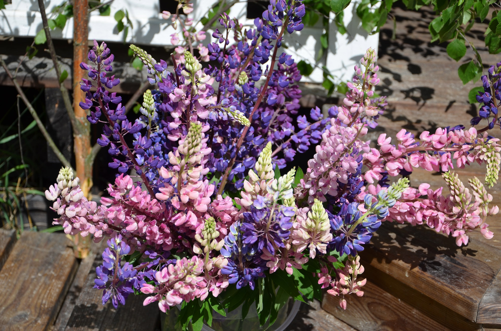 Röste.nu – Röstebilder – Midsommarfirande vid Dönjegården 2019