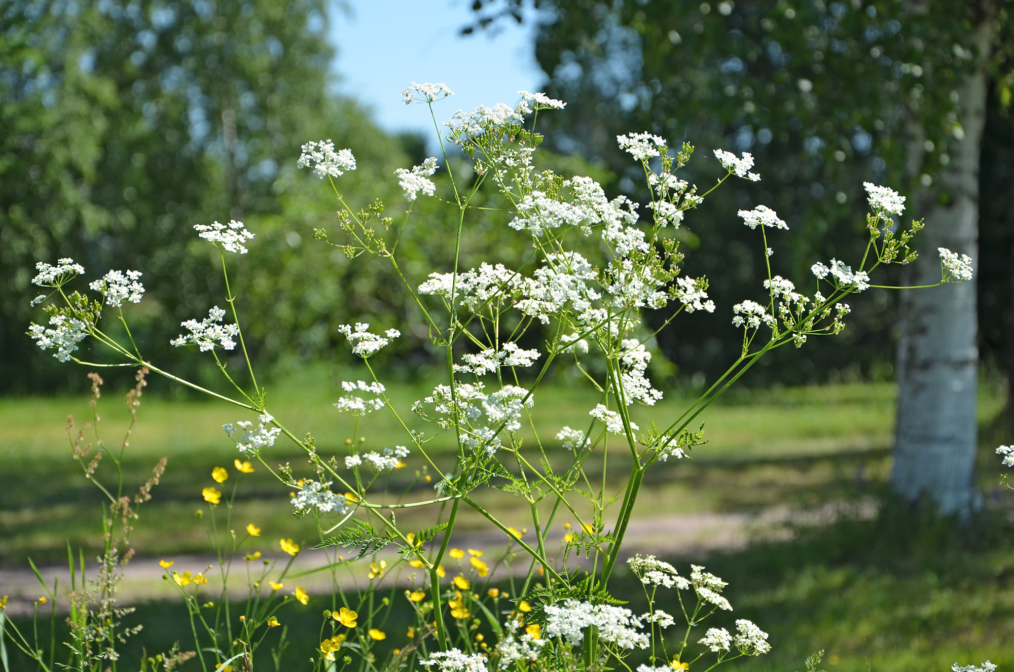Röste.nu – Röstebilder – Midsommarfirande vid Dönjegården 2022