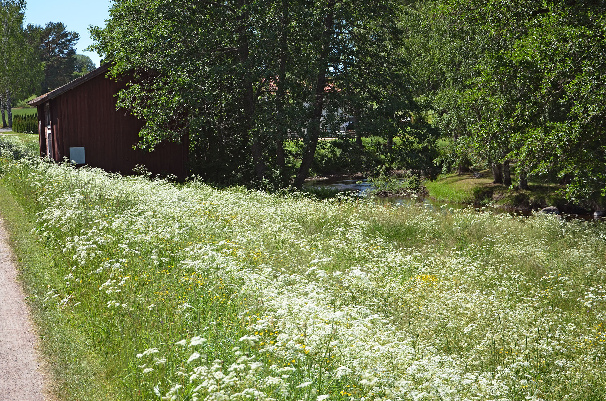 Röste.nu – Röstebilder – Midsommarfirande vid Dönjegården 2022