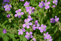 Röste.nu – Röstebilder – Nationaldagsfirande vid Dönjegården 2024