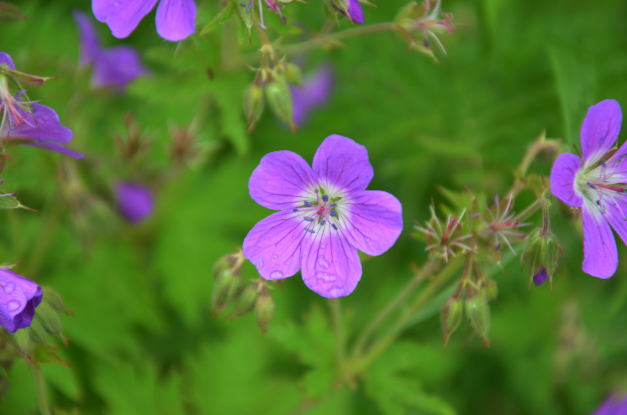 Röste.nu – Röstebilder – Nationaldagsfirande vid Dönjegården 2025