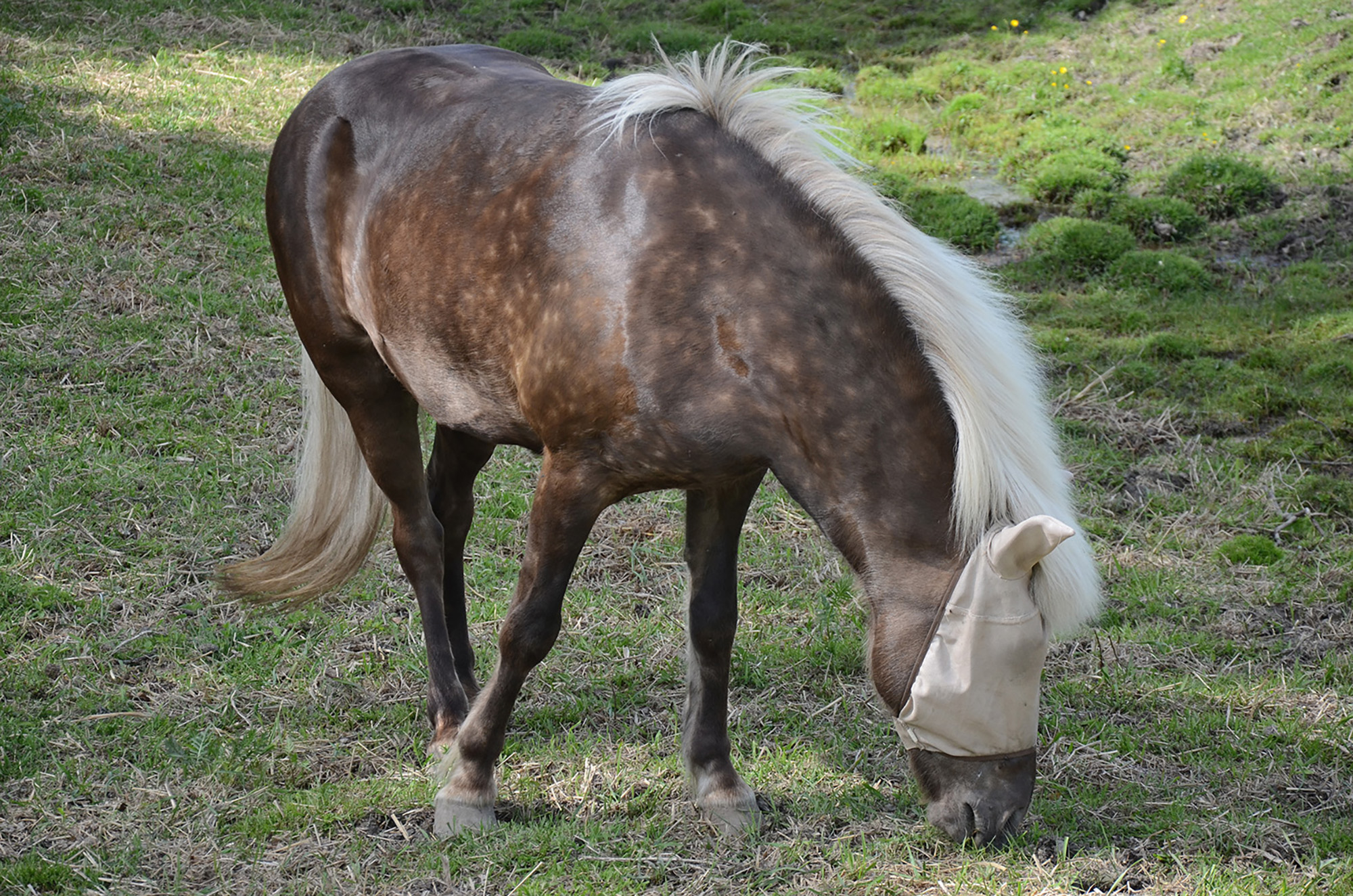 Röste.nu – Röstebilder – Nationaldagsfirande vid Dönjegården 2016