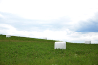 Röste.nu – Röstebilder – Premiär för gåbingo i Röste 2020 – 5 augusti