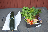 Röste.nu – Röstebilder – Premiär för gåbingo i Röste 2020 – 5 augusti