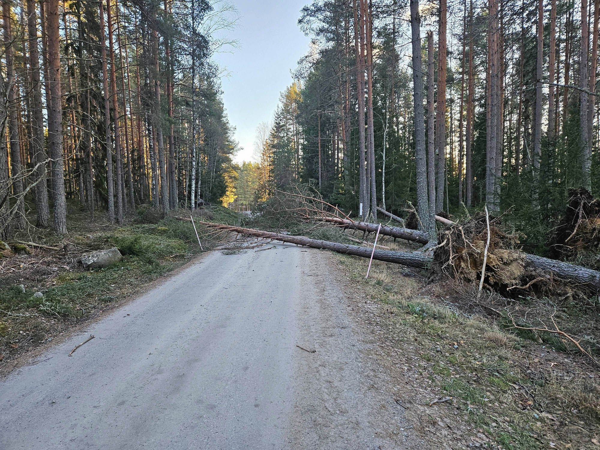 Röste.nu – Röstebilder – Så drabbades Röste av stormen Johannes 2025