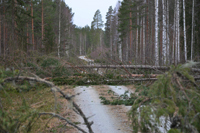 Röste.nu – Röstebilder – Så drabbades Röste av stormen Johannes 2025