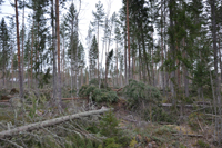 Röste.nu – Röstebilder – Så drabbades Röste av stormen Johannes 2025