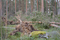 Röste.nu – Röstebilder – Så drabbades Röste av stormen Johannes 2025