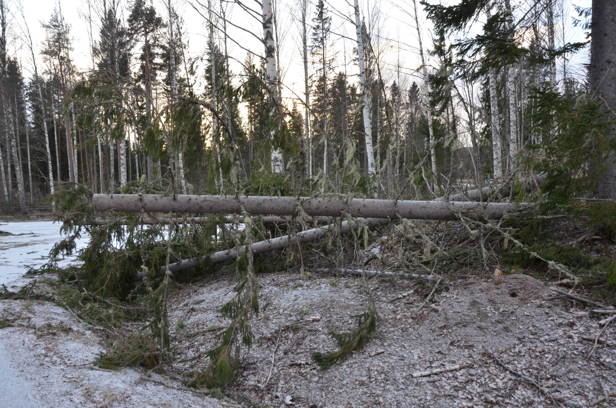 Röste.nu – Röstebilder – Så drabbades Röste av stormen Johannes 2025