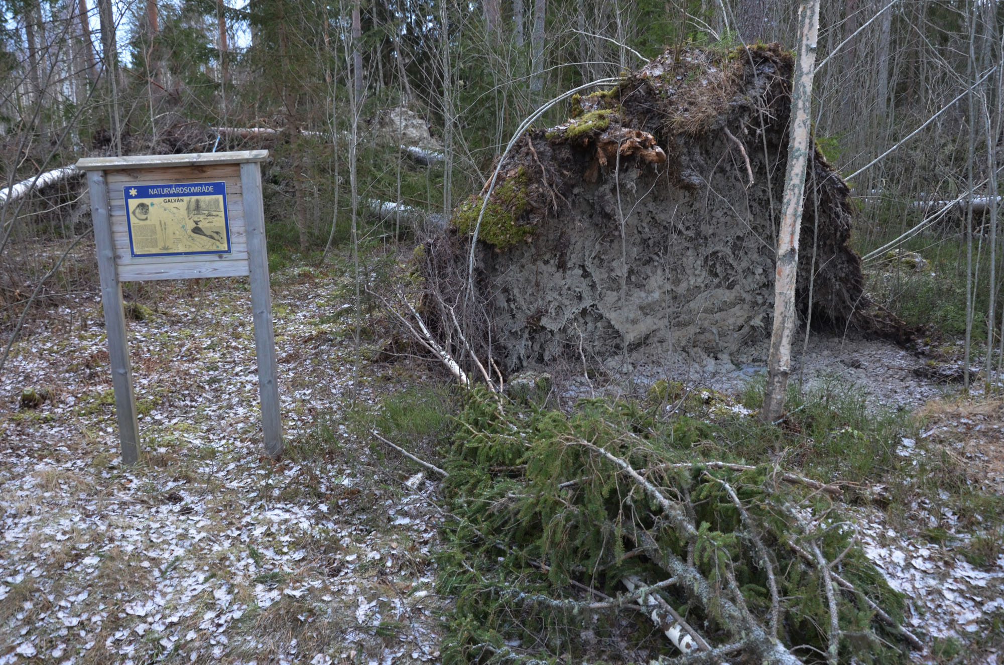 Röste.nu – Röstebilder – Så drabbades Röste av stormen Johannes 2025