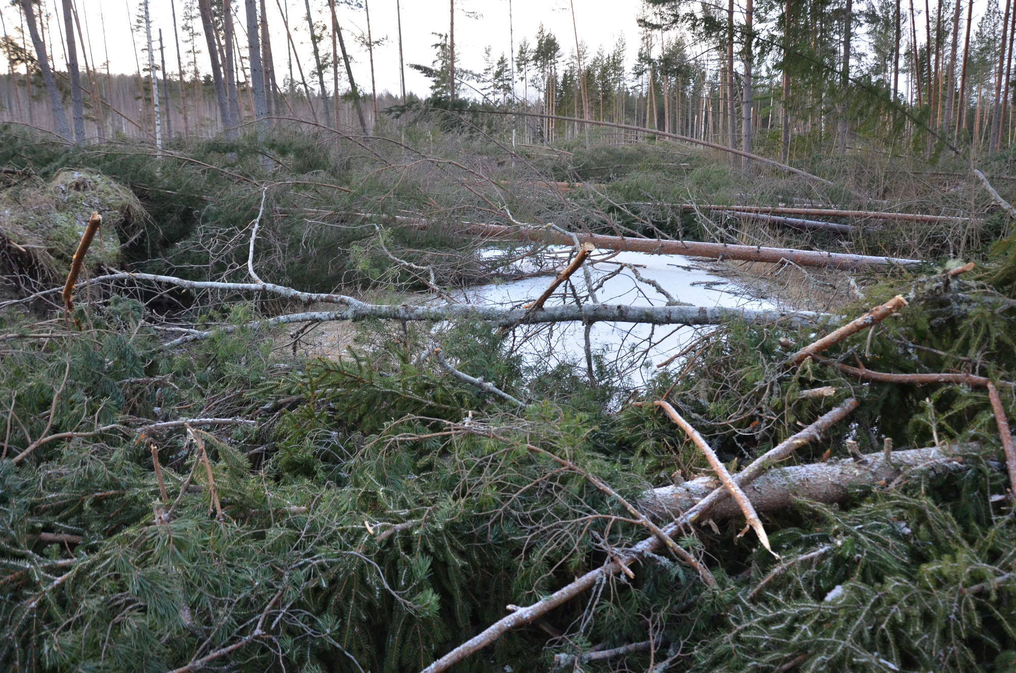 Röste.nu – Röstebilder – Så drabbades Röste av stormen Johannes 2025