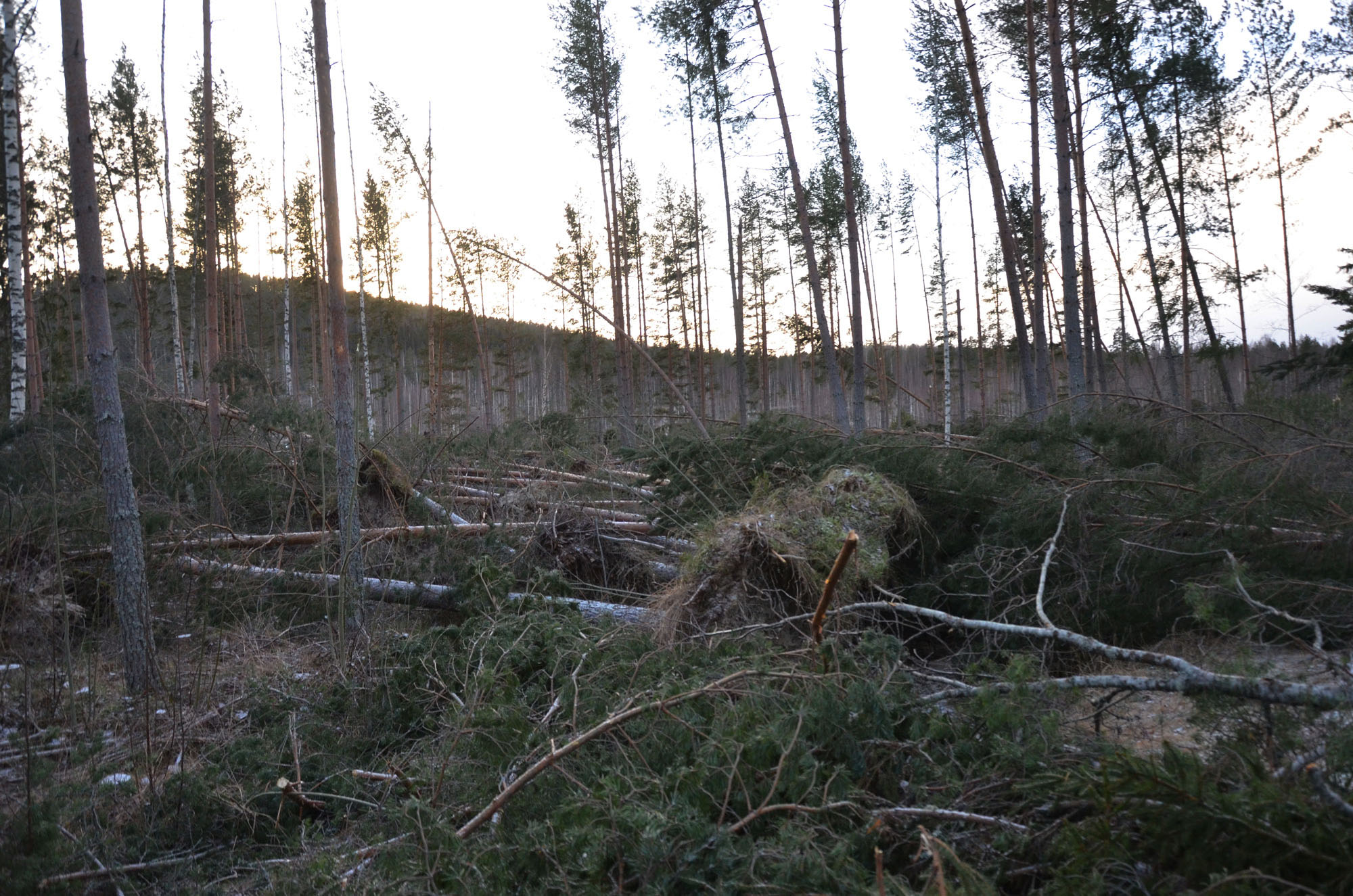 Röste.nu – Röstebilder – Så drabbades Röste av stormen Johannes 2025
