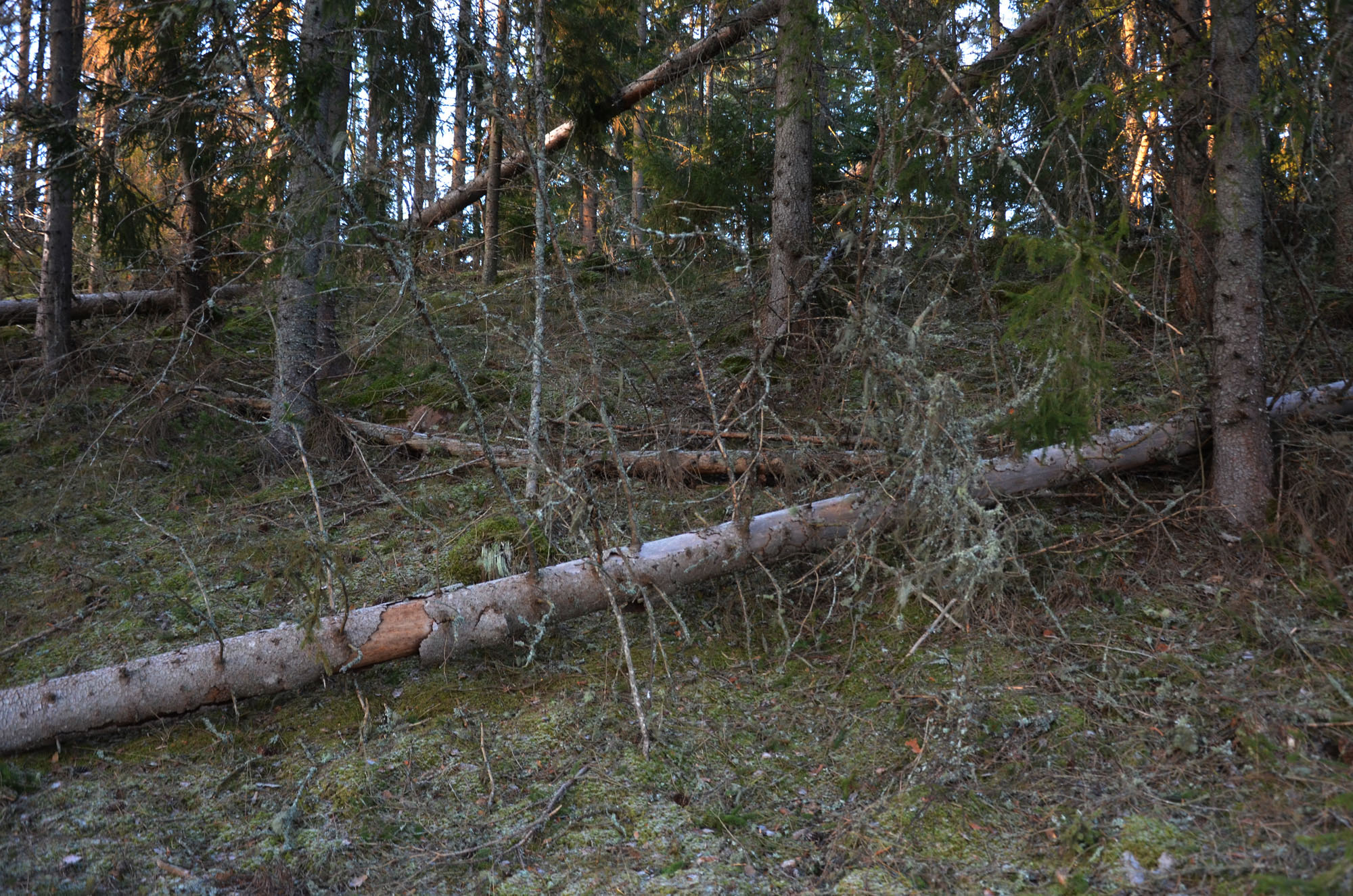 Röste.nu – Röstebilder – Så drabbades Röste av stormen Johannes 2025