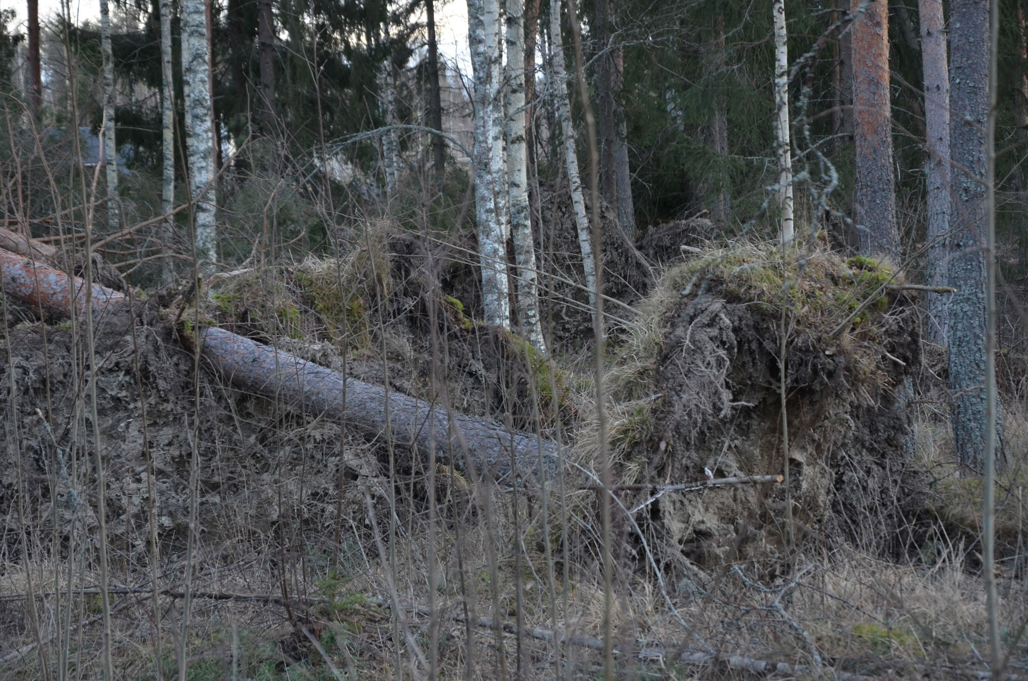Röste.nu – Röstebilder – Så drabbades Röste av stormen Johannes 2025
