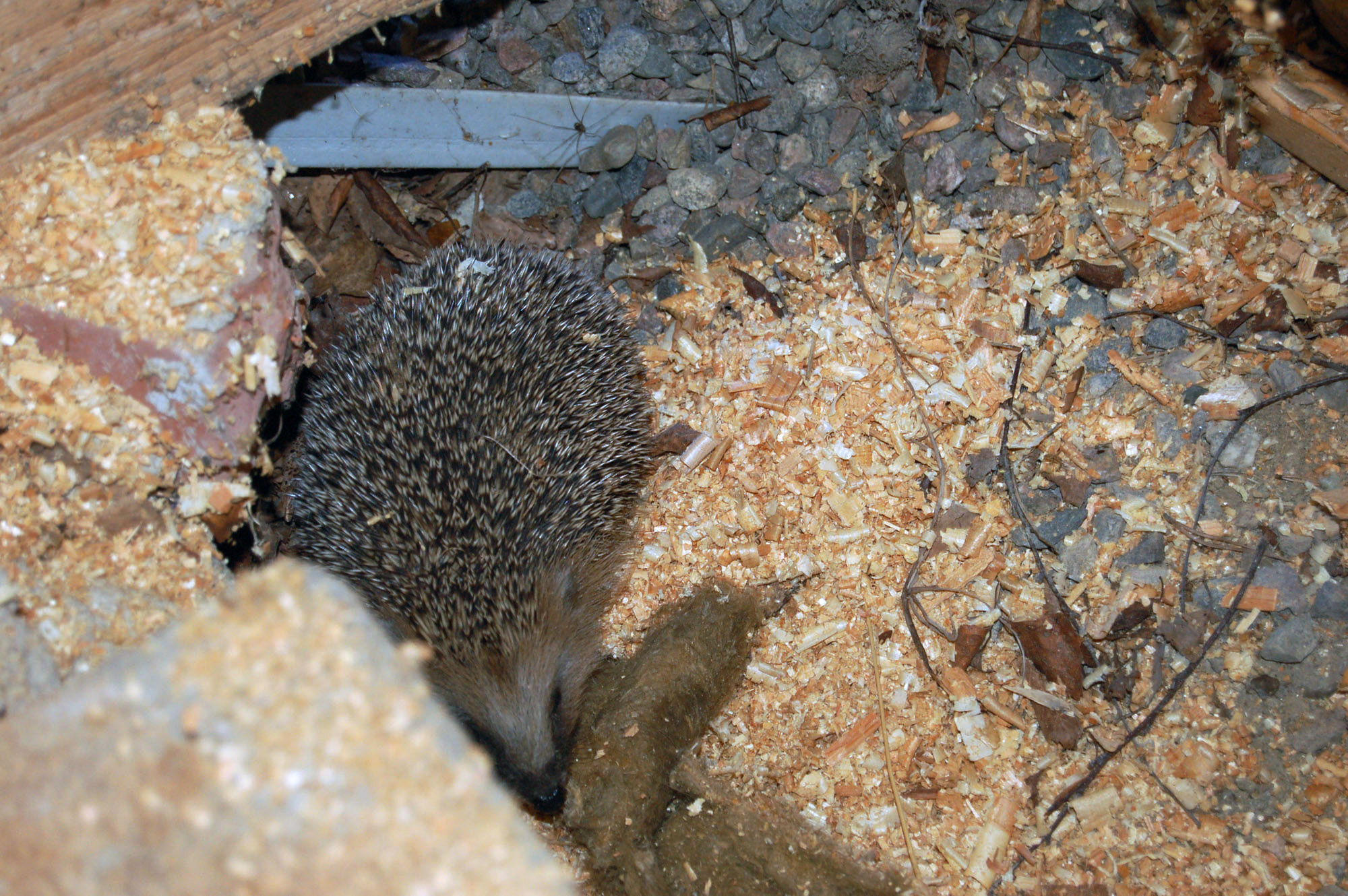 Röste.nu – Röstebilder – Så fick Dönjegården nytt golv 2010