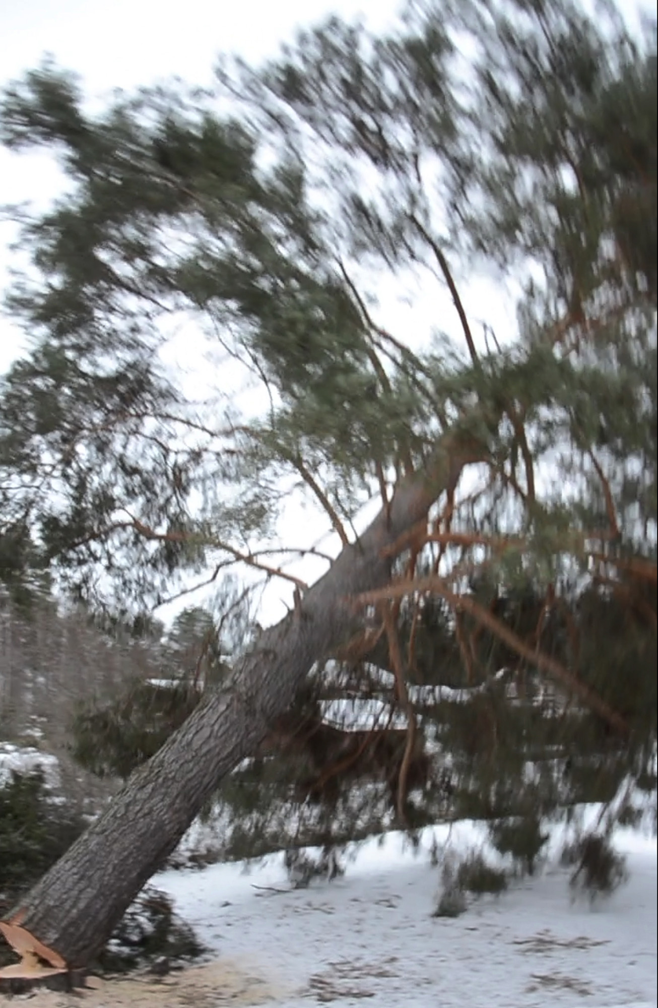Röste.nu – Tallen vid Dönjegården fälldes efter stormskada 2022