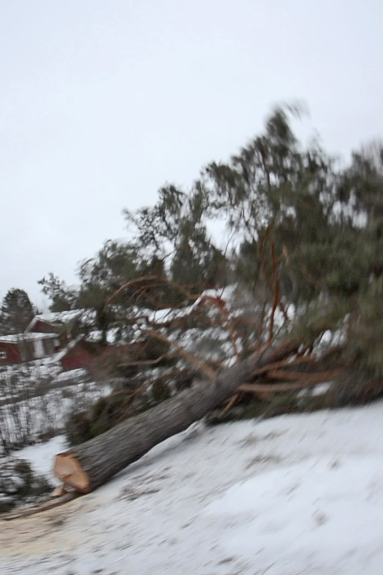 Röste.nu – Tallen vid Dönjegården fälldes efter stormskada 2022