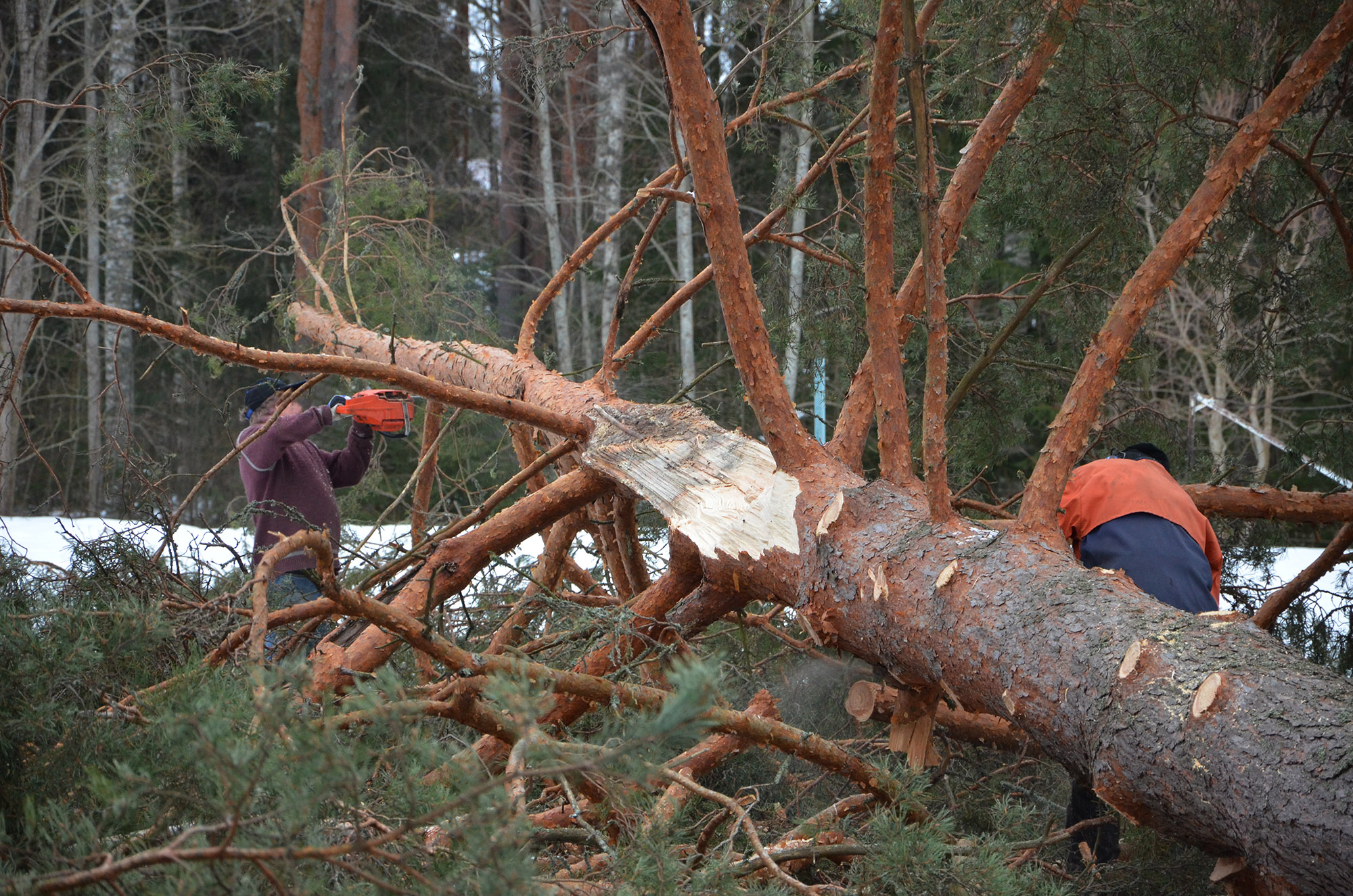 Röste.nu – Tallen vid Dönjegården fälldes efter stormskada 2022
