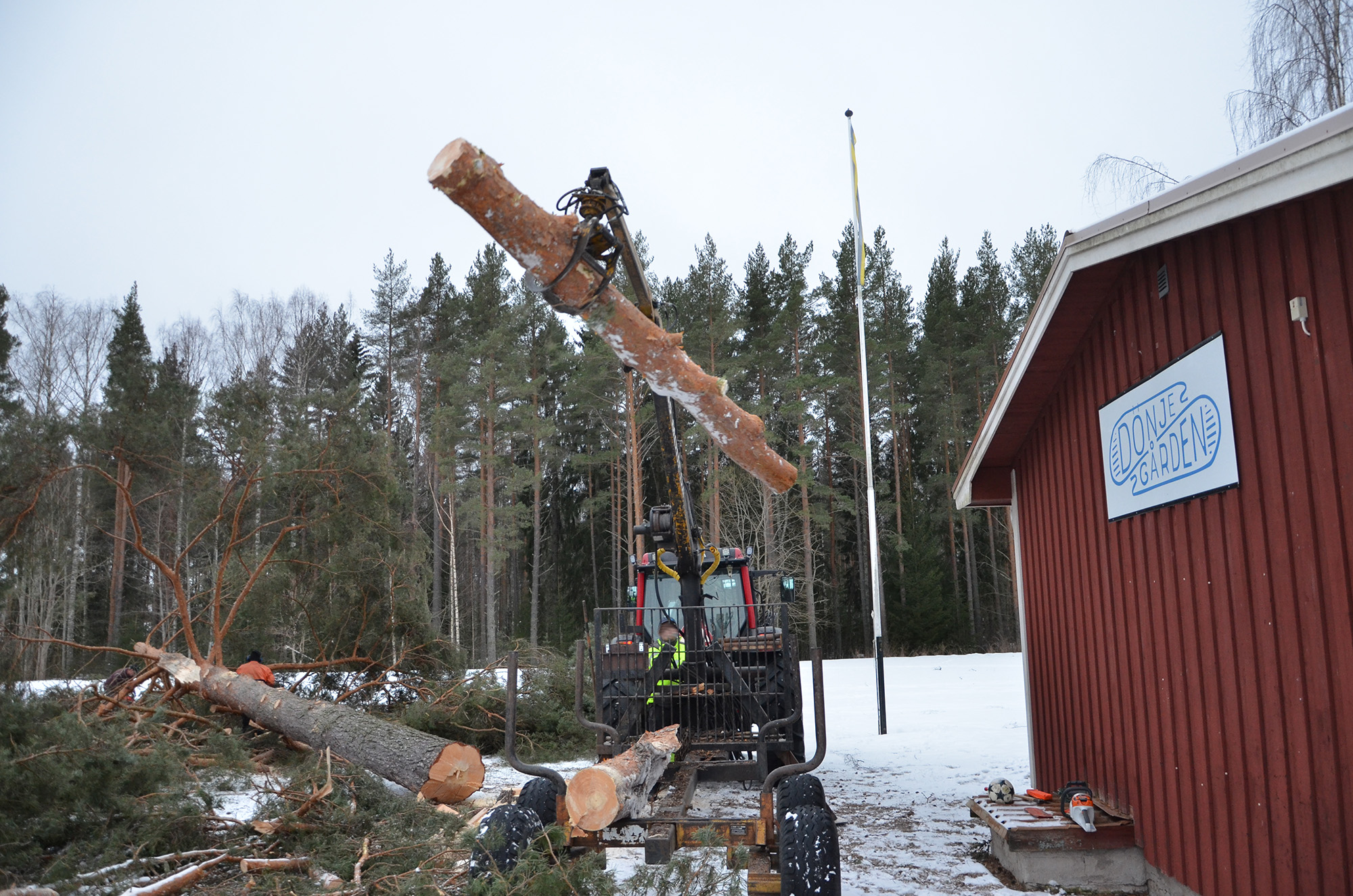 Röste.nu – Tallen vid Dönjegården fälldes efter stormskada 2022