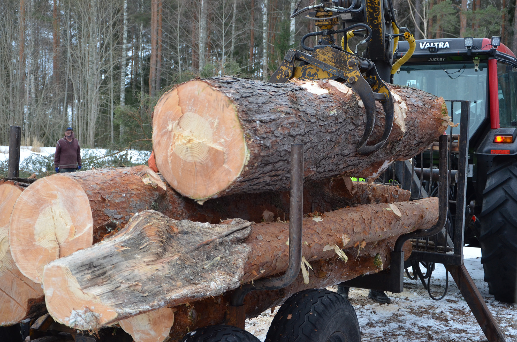 Röste.nu – Tallen vid Dönjegården fälldes efter stormskada 2022