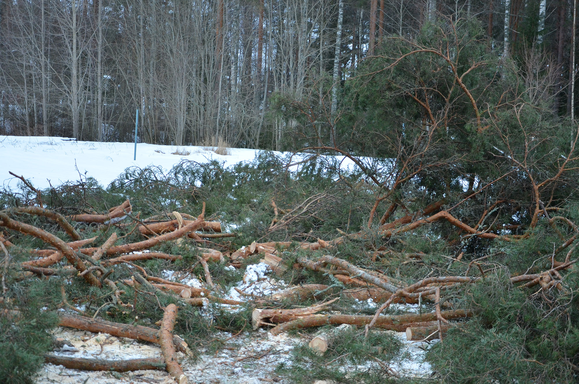 Röste.nu – Tallen vid Dönjegården fälldes efter stormskada 2022