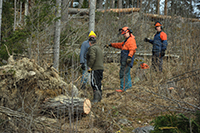 Röste.nu – Röstebilder – Uppröjning på Kalvberget 2012 efter stormen Dagmar 2011