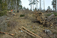Röste.nu – Röstebilder – Uppröjning på Kalvberget 2012 efter stormen Dagmar 2011s