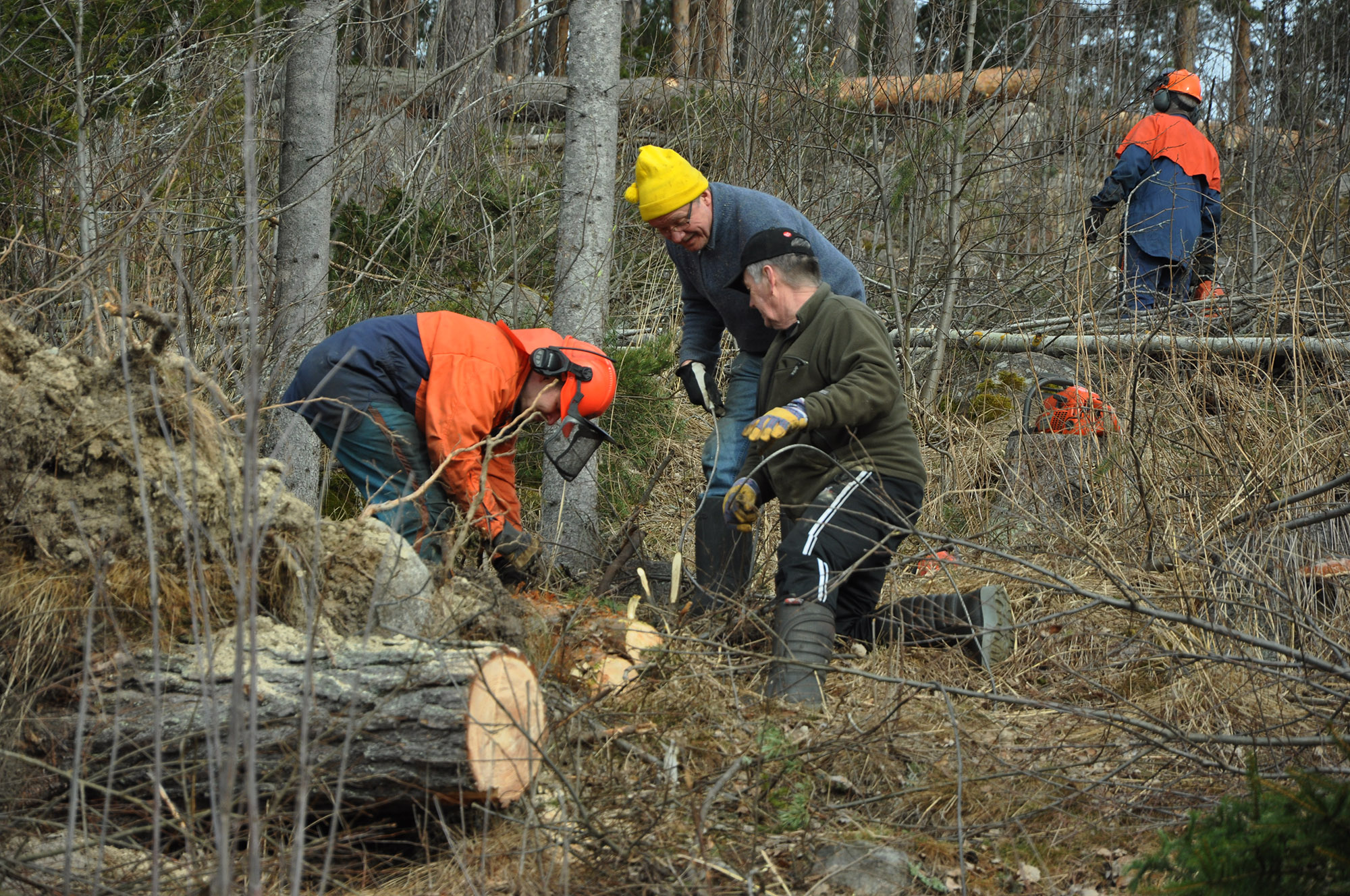 Röste.nu – Röstebilder 2012 – Uppröjning på Kalvberget efter stormen Dagmar 2011