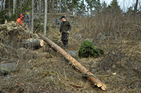 Röste.nu – Röstebilder – Uppröjning på Kalvberget 2012 efter stormen Dagmar 2011