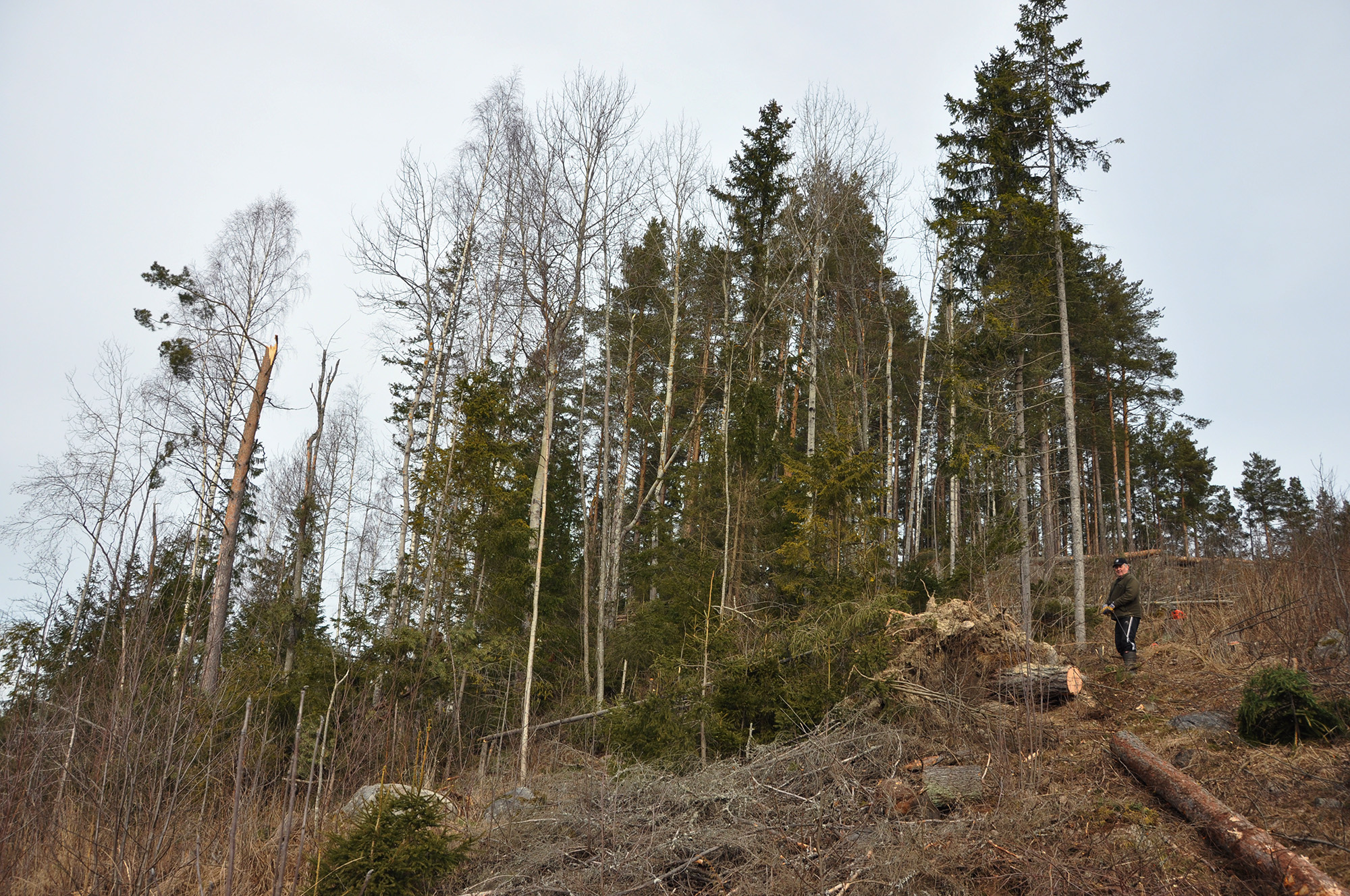 Röste.nu – Röstebilder 2012 – Uppröjning på Kalvberget efter stormen Dagmar 2011