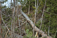 Röste.nu – Röstebilder – Uppröjning på Kalvberget 2012 efter stormen Dagmar 2011