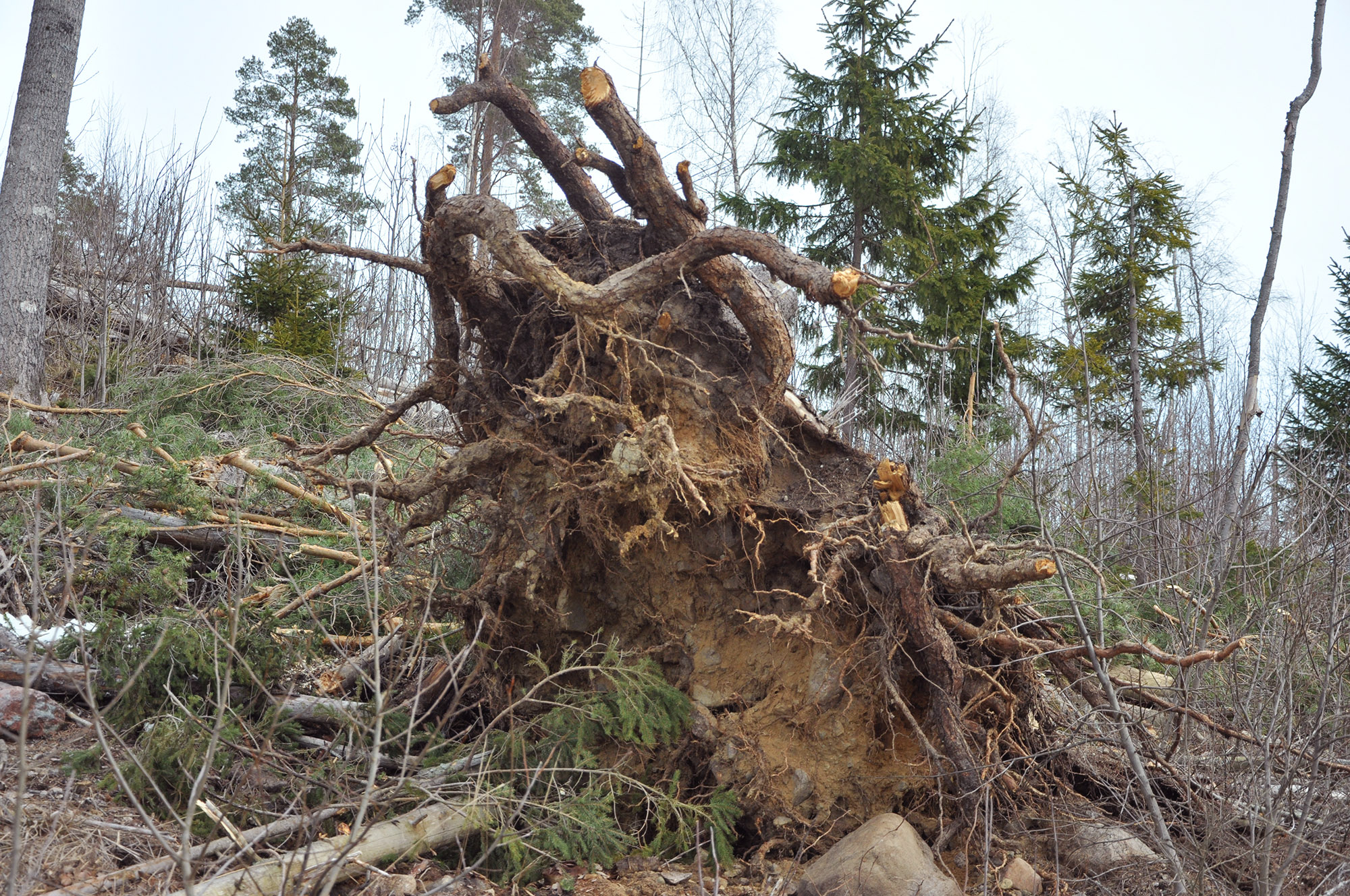 Röste.nu – Röstebilder 2012 – Uppröjning på Kalvberget efter stormen Dagmar 2011