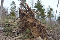 Röste.nu – Röstebilder – Uppröjning på Kalvberget 2012 efter stormen Dagmar 2011