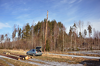 Röste.nu – Röstebilder – Uppröjning på Kalvberget 2012 efter stormen Dagmar 2011