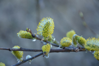 Röste.nu – Röstebilder – Valborgsfirande vid Dönjegården 2024