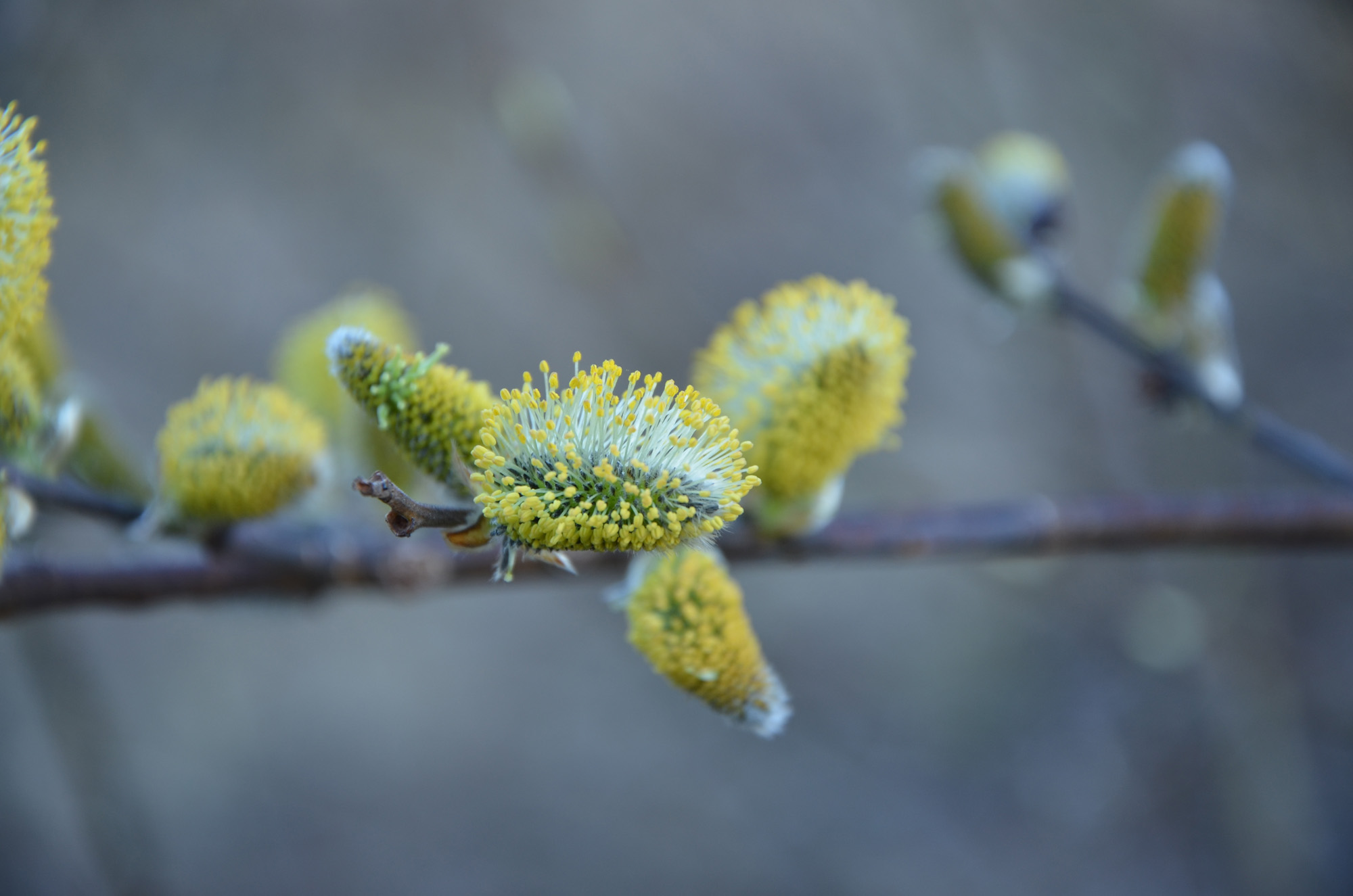 Röste.nu – Röstebilder – Valborgsfirande vid Dönjegården 2024