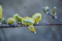 Röste.nu – Röstebilder – Valborgsfirande vid Dönjegården 2024