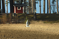 Röste.nu – Röstebilder – Våren kom med översvämning i Röste 2011