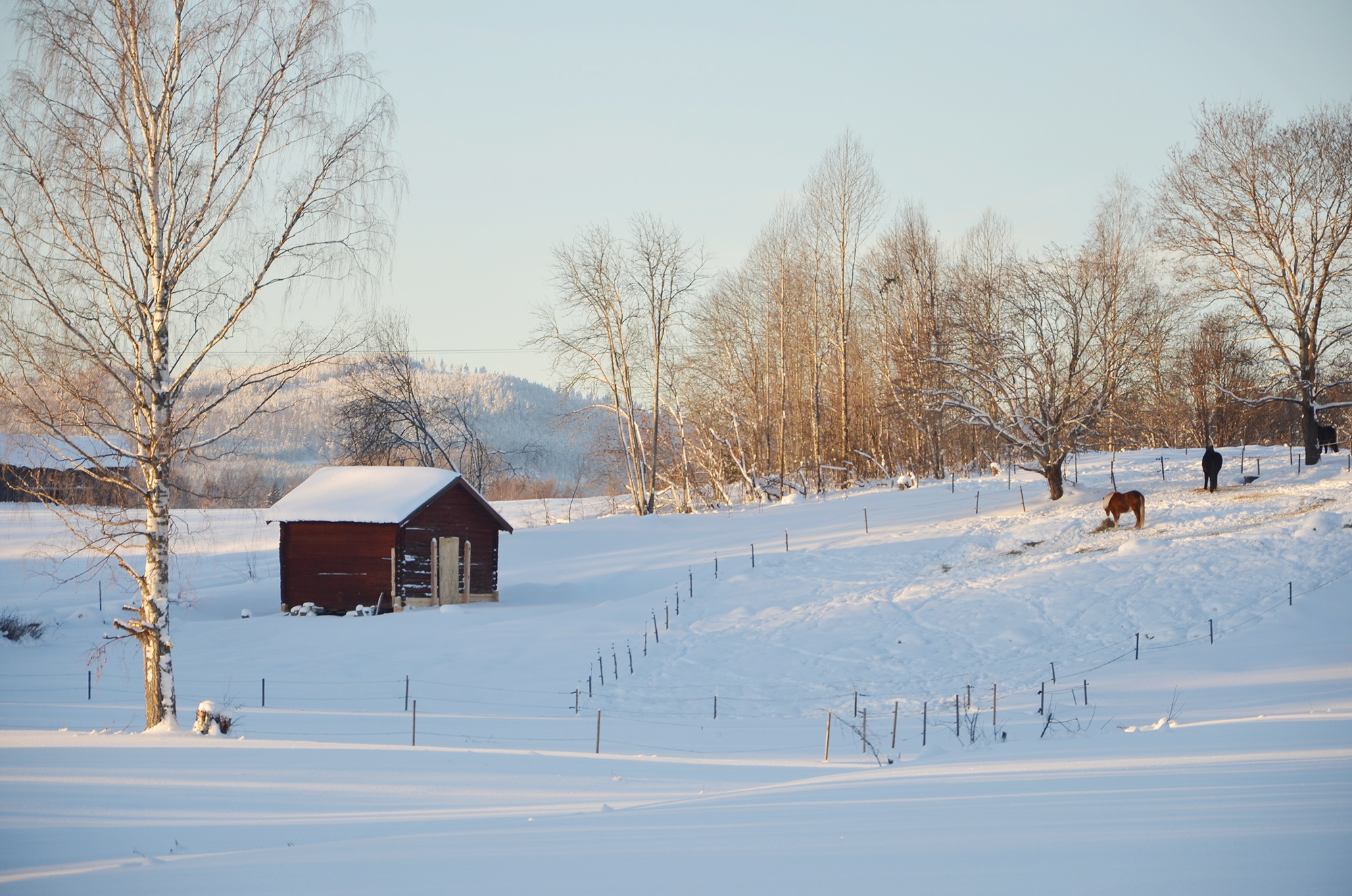 Röste.nu – Röste-vinter – Det gamla härbret hos Nygårds 2024