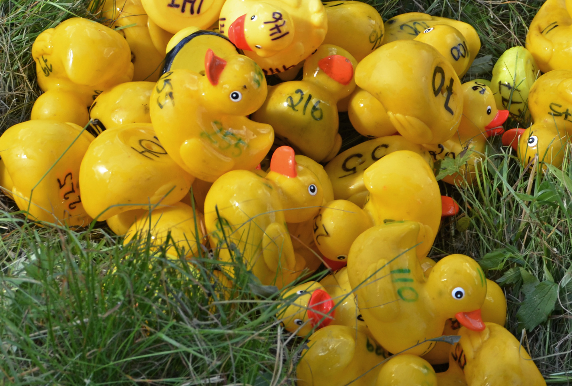 Röste.nu – Slutsålt inför ankracet